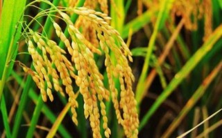 欣榮優(yōu)粵農(nóng)絲苗水稻品種的特性，秈型三系雜交水稻品種