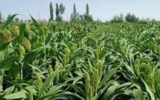 高粱地里苗后除草劑都有哪些，常見(jiàn)的有麥草畏、辛酰溴苯腈等