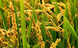 旱優(yōu)540水稻種子簡介，每畝有效穗數(shù)18.4萬穗