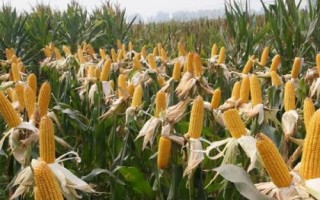 閩甜869玉米品種的特性，密度3000—3200株/畝