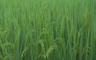 巨優(yōu)3745水稻品種簡介，中抗白葉枯病