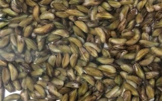 海瓜子怎么養(yǎng)殖，排干水塘再將種苗均勻撒在塘面上