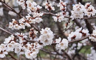 杏花的開(kāi)花時(shí)間，花期在農(nóng)歷的2月份左右