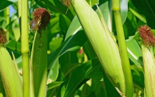 屯玉62號玉米種子介紹，生育期較長