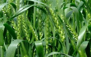 登峰168小麥種子簡介，抽穗至始花期及時(shí)防治蚜蟲