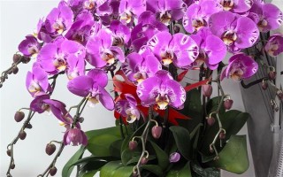 過年養(yǎng)哪些花喜慶，推薦報春花、蝴蝶蘭等