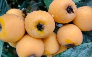 受歡迎的枇杷品種，有大五星枇杷、早鐘六號(hào)枇杷等