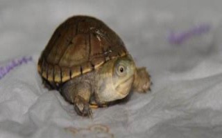 索若拉泥龜好不好養(yǎng)，飼養(yǎng)難度低屬于易養(yǎng)品種