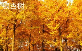 有哪些常見的裸子植物，包括松樹、柏樹、銀杏樹等品種