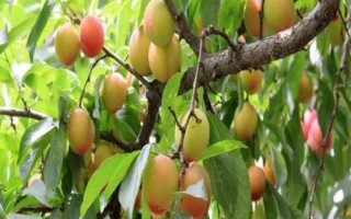 李子樹苗的品種推薦，脆紅李和胭脂李市場認(rèn)可度高