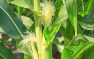 禾平601（利禾771）玉米種子特點(diǎn)，4月20日后播種