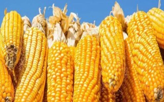 大民399玉米種子特征特性，中抗大斑病（1-5級）