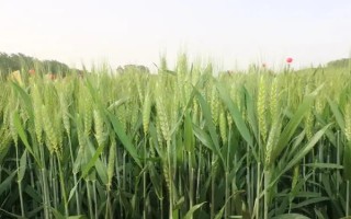 中焦3號(hào)小麥品種簡(jiǎn)介，屬弱春性早熟品種