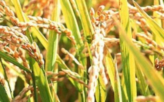 C兩優(yōu)755水稻品種簡介，湘北提早2～3天播種