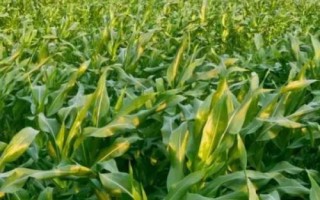 峰科950玉米品種的特性，中抗大斑?。?MR）