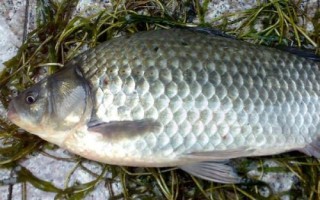 3號秋田狐鉤釣黃尾魚怎么樣，適合釣黃尾魚