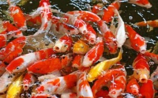錦鯉身體彎曲的原因及治療方法，找準原因?qū)ΠY下藥