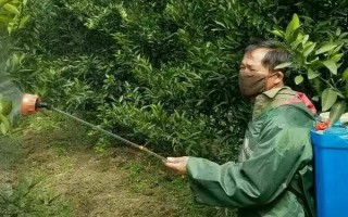 柑橘煤污病的發(fā)病特點(diǎn)，在葉片、枝梢及果實(shí)的表面有黑色的煤污斑