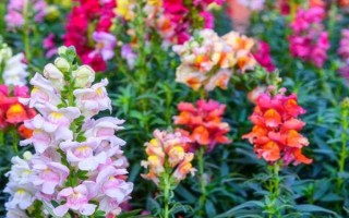 秋季適合種哪些花，可以種菊花、桂花、蝴蝶蘭等