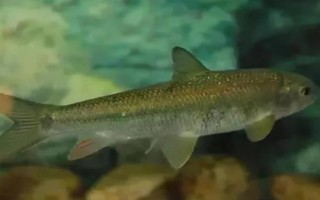 鰣魚的價(jià)格，一斤需要50-200元左右