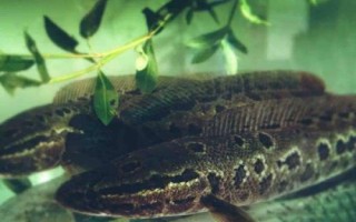 黑魚如何養(yǎng)殖，魚種長成后才能放入混養(yǎng)塘