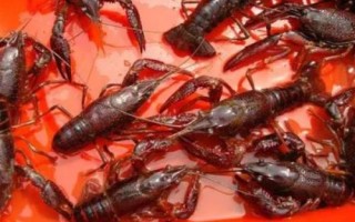 養(yǎng)殖澳洲龍蝦的方法，前期應(yīng)主喂動(dòng)物性飼料