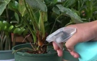 夏季怎么對(duì)紅掌澆水，每天均可澆一次