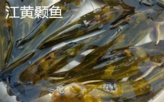 黃骨魚養(yǎng)多久才能上市，需養(yǎng)殖12-13個月才能售賣