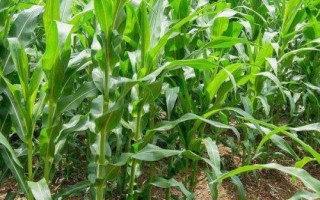 DY918玉米品種的特性，全生育期100天左右