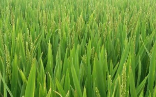 惠兩優(yōu)116水稻品種簡介，注意對稻瘟病的防治