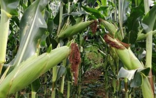 先玉1809玉米種子特征特性，出苗至成熟110天左右
