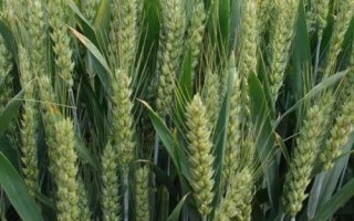 青研紫麥1號小麥種子特征特性，適宜播期10月5～15日