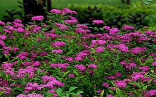 繡線菊的品種介紹，常見的有金山繡線菊、日本繡線菊等