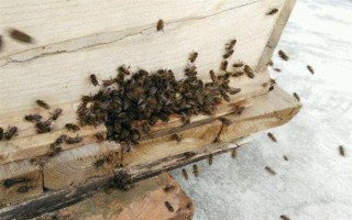 冬天如何對(duì)蜜蜂飼喂糖水，在飼喂器中添加糖漿再放入蜂箱中即可