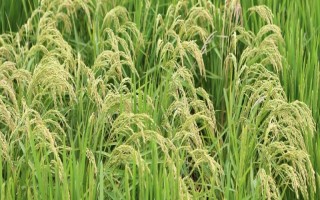 深兩優(yōu)8386水稻種子介紹，每畝秧田播種10公斤
