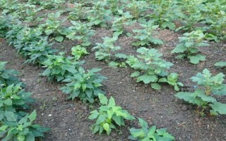 種100畝蓖麻能賺多少，收益為20-50萬不等