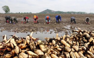 蓮藕怎么種植，深翻土壤施入肥料、按適宜株行距挖穴后再栽植子藕