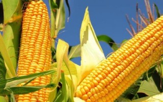 閩甜869玉米品種的特性，密度3000—3200株/畝