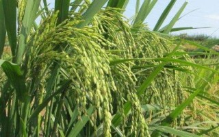 美谷2號(hào)水稻種子介紹，該品種株型緊束