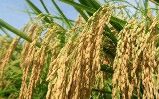 忠優(yōu)480水稻種子特點，該品種屬中秈早熟三系雜交水稻