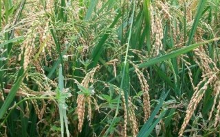 孟兩優(yōu)319水稻種子特點，全生育期128.6天