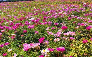 水培芍藥可以養(yǎng)多久，養(yǎng)護(hù)的好可以養(yǎng)護(hù)一周左右