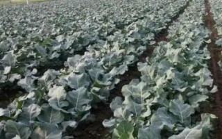 種植一畝蘭花的成本，大約需要5.5萬元
