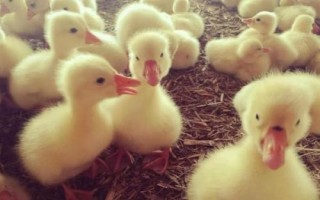 鵝以什么為食，食物包括玉米、小麥、包菜、小魚蝦等種類