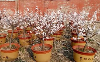 杏花的開(kāi)花時(shí)間，花期在農(nóng)歷的2月份左右