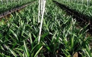 種植一畝蘭花的成本，大約需要5.5萬元