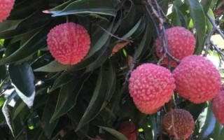 掛紅荔枝簡介，是一種遲熟荔枝品種