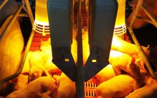 仔豬拉黃痢怎么處理，先對全窩的豬仔使用氯霉素等藥物