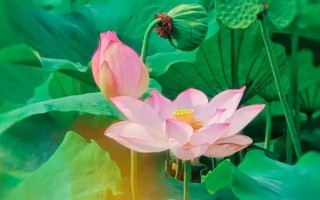 盛開的荷花與什么相似，看起來就像一個(gè)彩燈