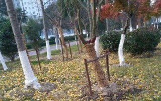 樹(shù)木刷石灰水有什么作用，可預(yù)防凍害、蟲(chóng)害等